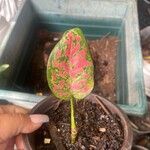 Aglaonema commutatum Leaf