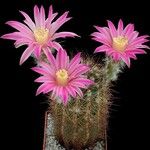 Echinocereus adustus Habit