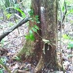 Manilkara bidentata Corteza