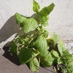 Sinapis arvensis Likasa