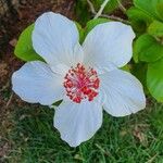 Hibiscus waimeae 花