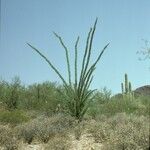 Fouquieria splendens Habit