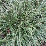 Carex morrowii 葉