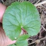 Centella asiatica Лист