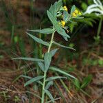 Lithospermum ruderale عادت