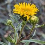 Pentanema ensifolium Floro