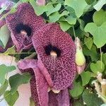 Aristolochia elegans Flor