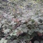 Rubus vestitus Συνήθη χαρακτηριστικά