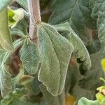 Teucrium flavum Blatt