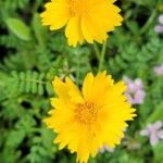 Coreopsis lanceolataVirág