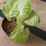 Syngonium podophyllumBlad