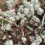 Artemisia frigida Blatt