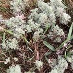 Artemisia frigida Blad