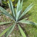 Agave tequilana Hostoa