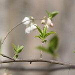 Halesia carolina Blad