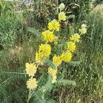 Astragalus alopecuroides Kvet