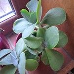 Kalanchoe tetraphylla 葉