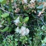 Myrceugenia exsucca Flor
