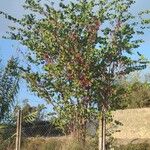 Cercis siliquastrumBlatt