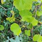 Vitis riparia Leaf