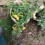 Allamanda cathartica Flor