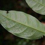 Licania latistipula 葉