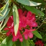 Rhododendron ferrugineum Fiore