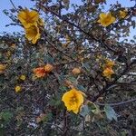 Fremontodendron californicum Floro