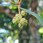 Syzygium jambos Floare