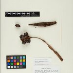 Bactris gastoniana Fruto