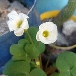 Oxalis purpureaBlüte