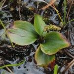 Potamogeton polygonifolius Likasa