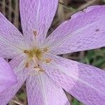 Colchicum lusitanum 花