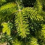 Abies nordmanniana Leaf