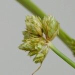 Cyperus eragrostis Flower