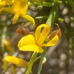 Genista acanthoclada Λουλούδι