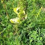 Pedicularis elongata Květ