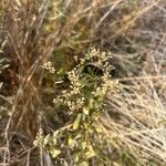 Lepidium latifoliumKvět