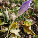 Crocus speciosus Blüte