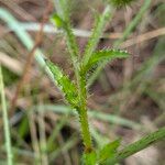 Carduus crispus Leaf