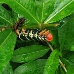 Rauvolfia serpentina Blatt