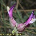 Astragalus vesicarius Blomst