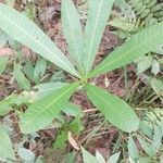 Anacardium excelsum List