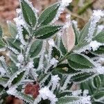 Ruscus aculeatus Leaf