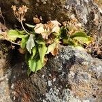 Primula hirsuta ശീലം