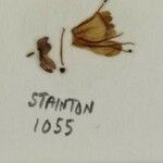 Isodon scrophularioides Otro