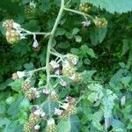 Rubus macrostachys Квітка