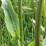 Rumex acetosa Kůra