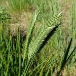 Agropyron cristatum Folha