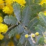 Acacia baileyana Leaf